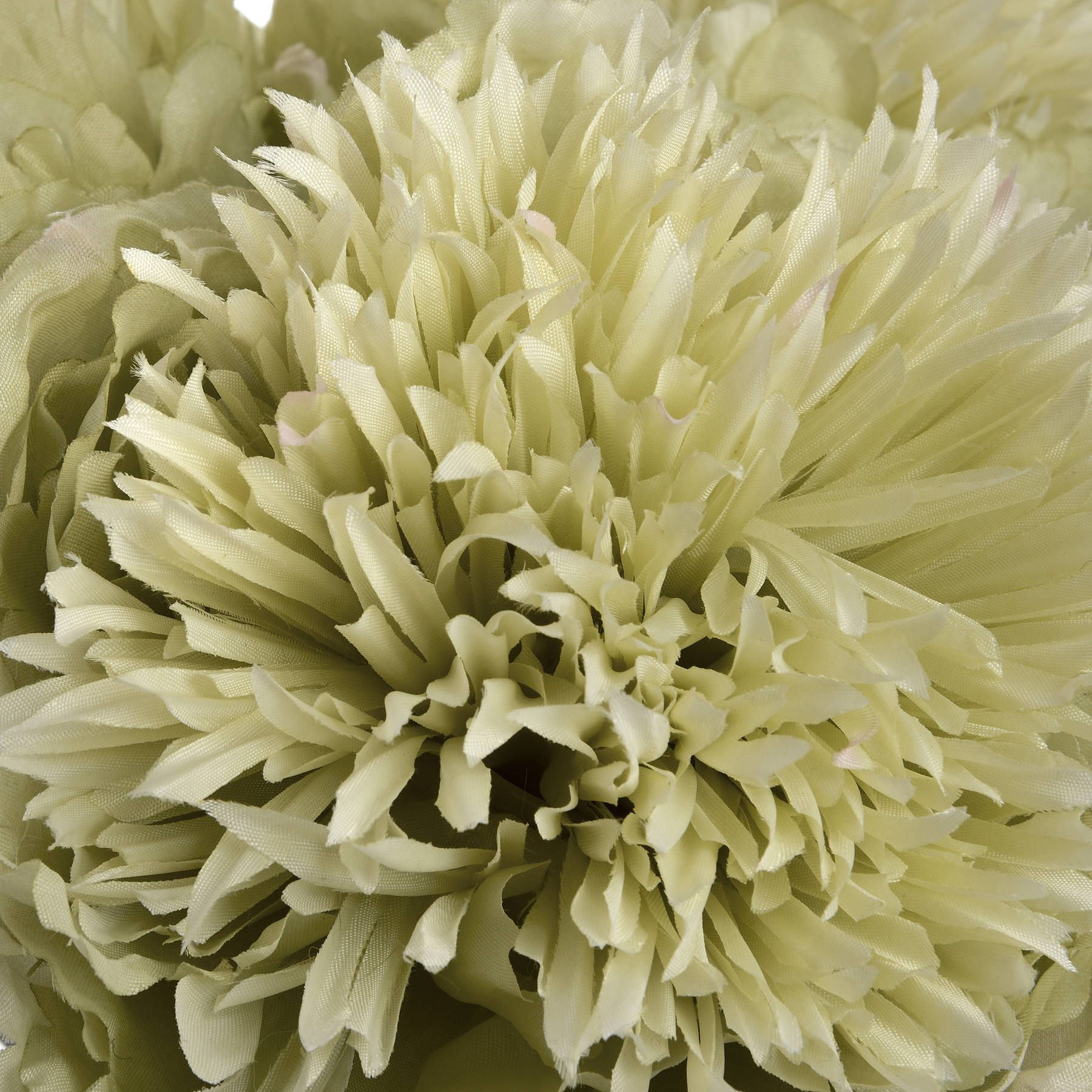Close-up of a light green flower with detailed petals.