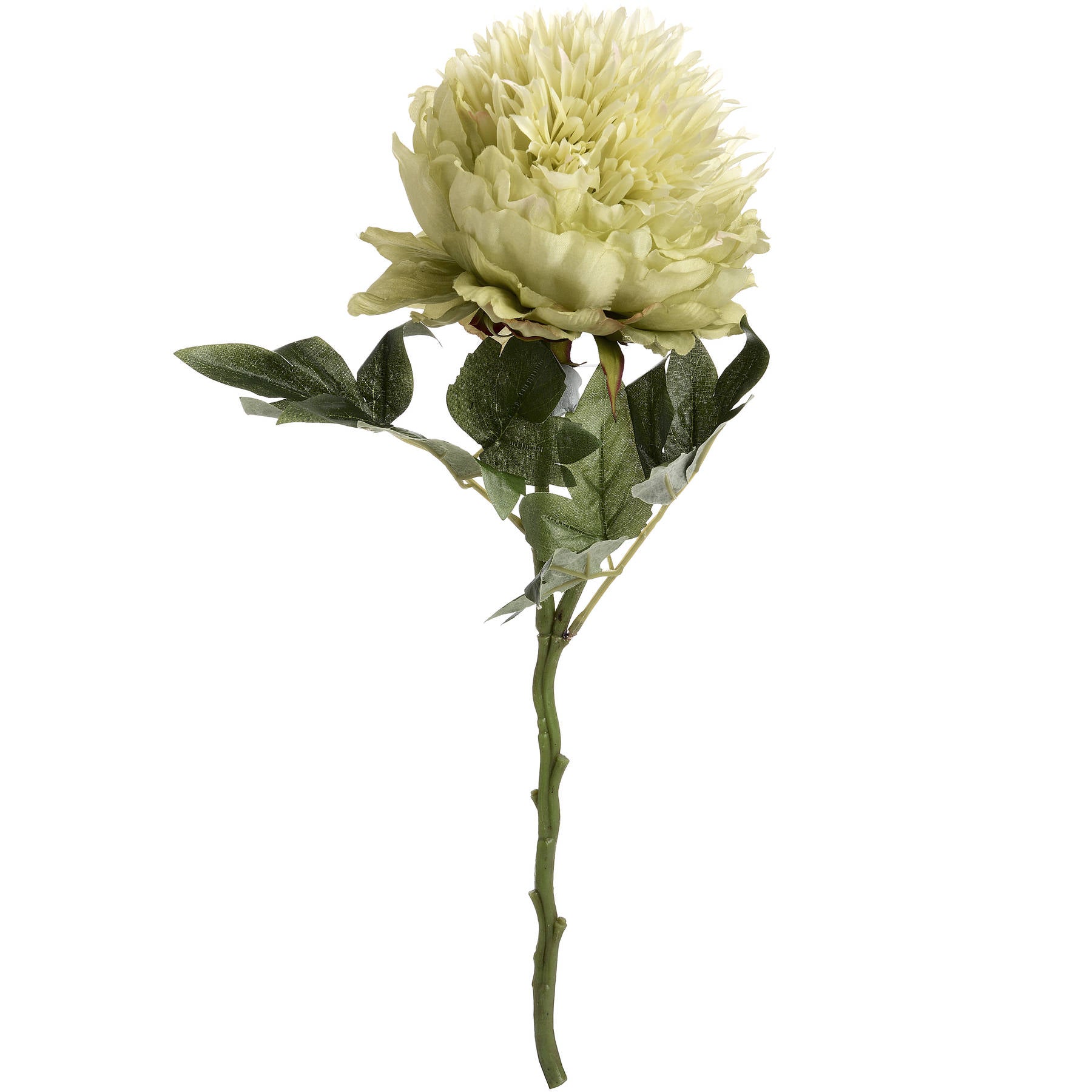 Single white flower with green leaves on a white background