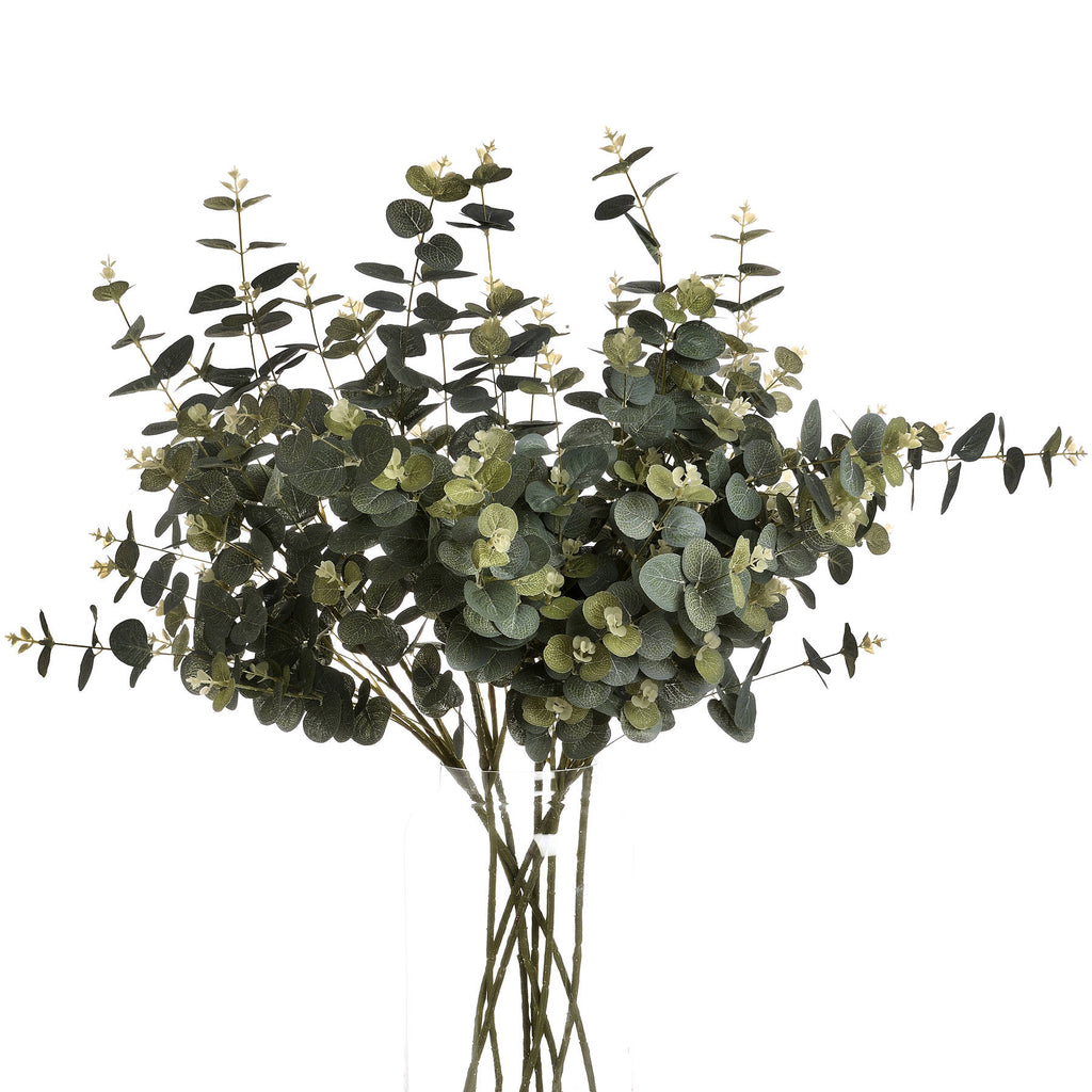 Bouquet of green eucalyptus leaves on a white background