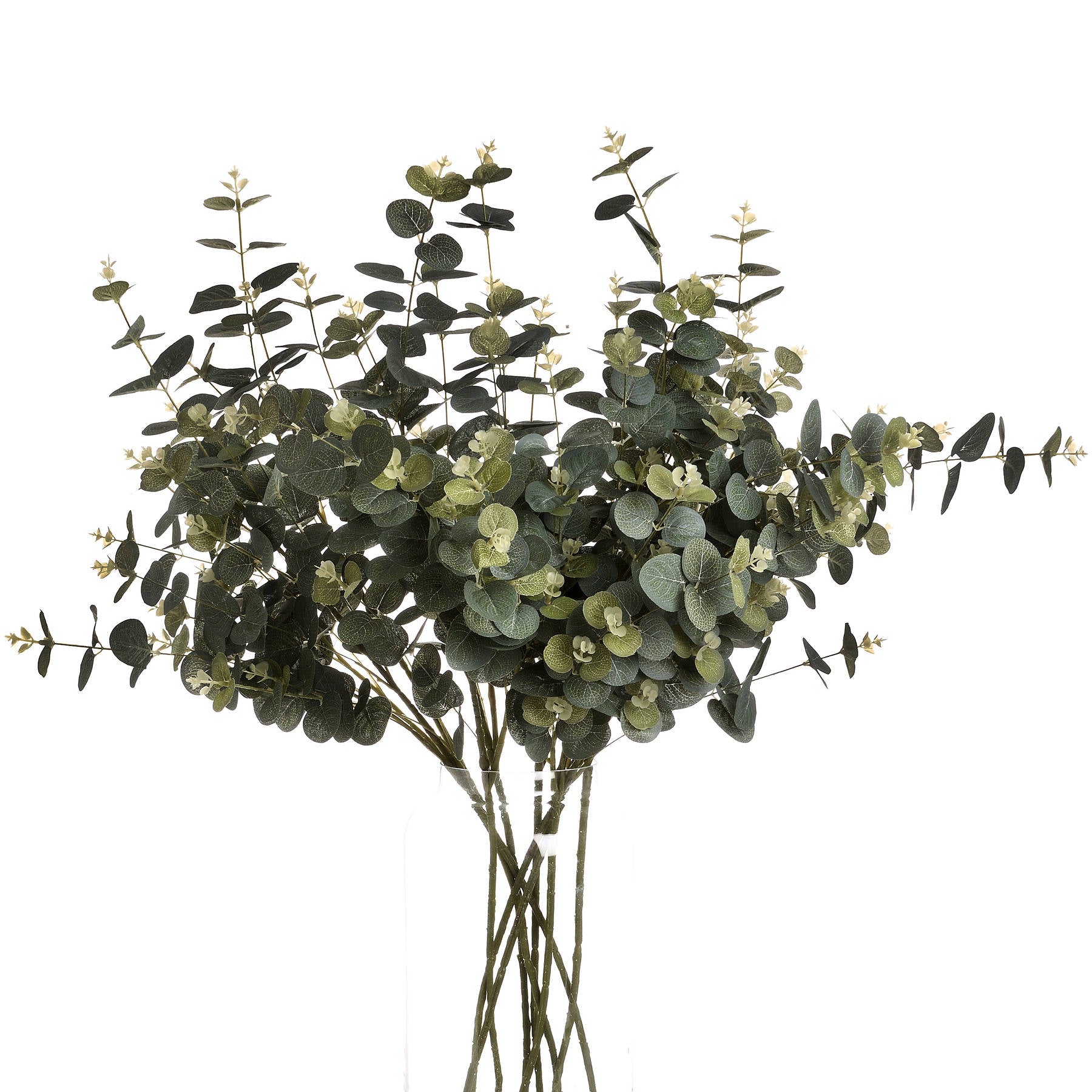 Bouquet of green eucalyptus leaves on a white background
