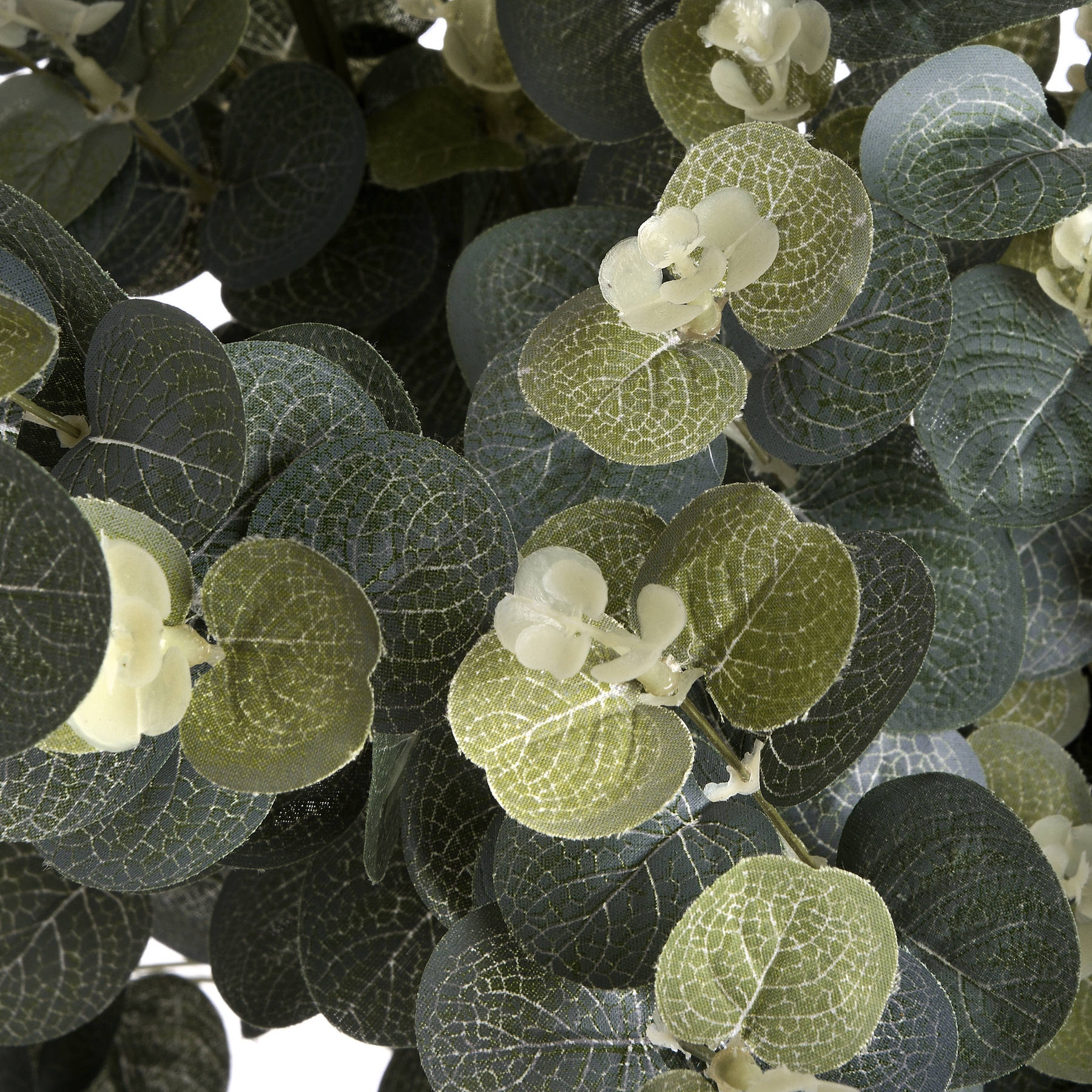 Close-up of green leaves with a white flower on a white background