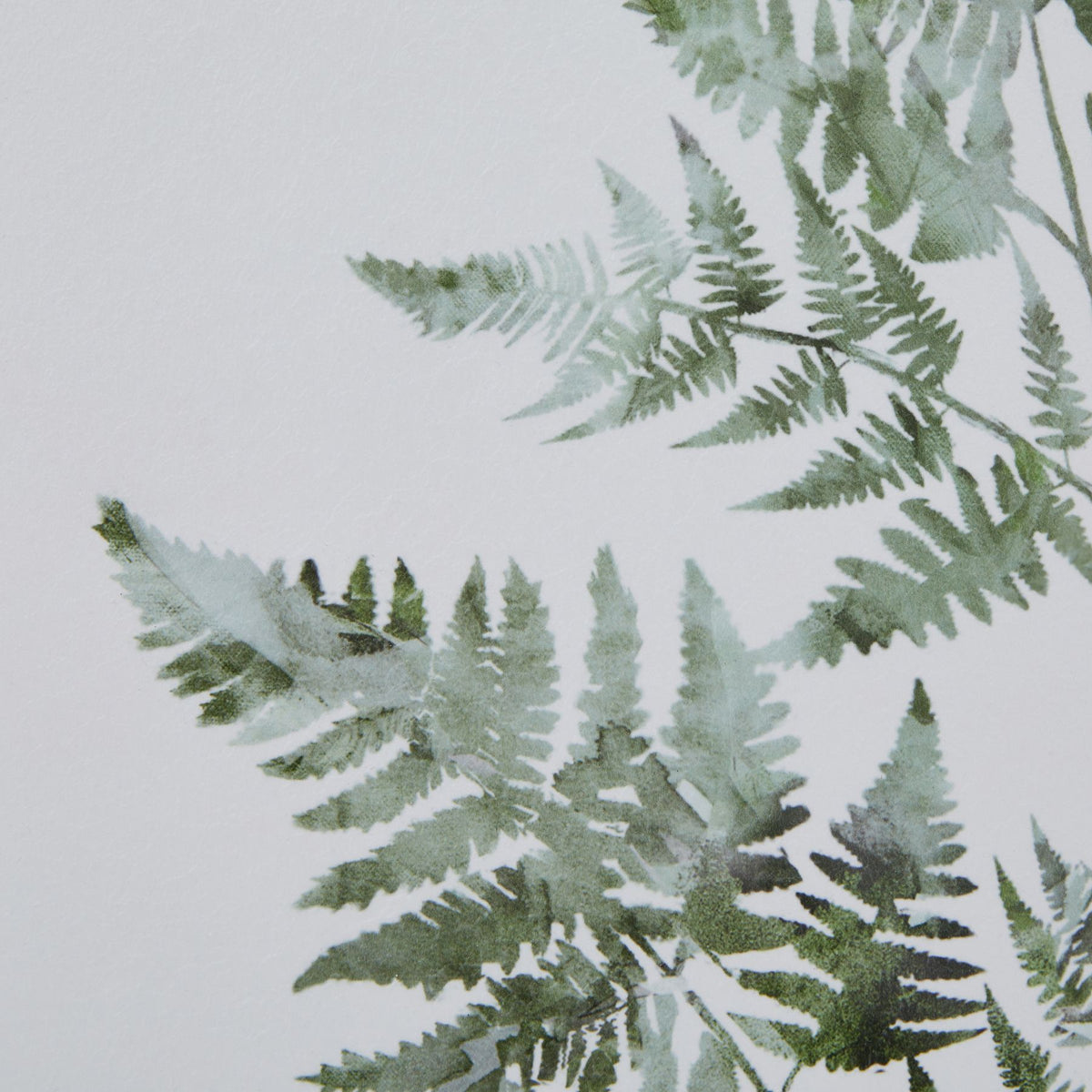 Watercolour Bracken Fern In Washed Wood Frame by Hill Interiors