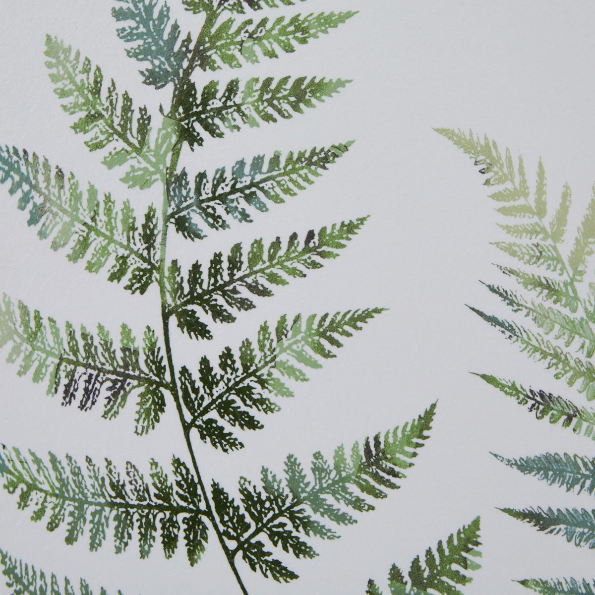 Watercolour Fern Duo In Washed Wood Frame by Hill Interiors