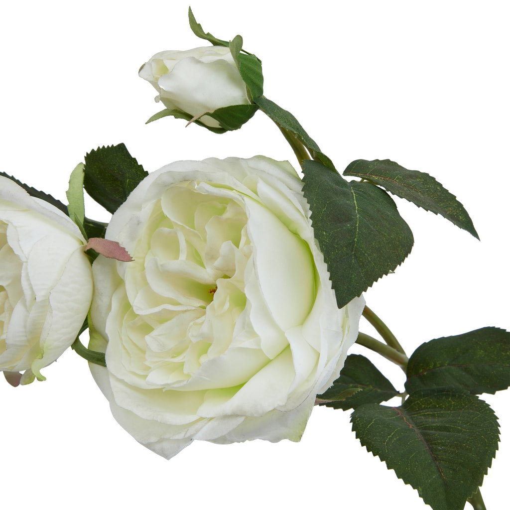 Close-up of white roses with green leaves on a white background