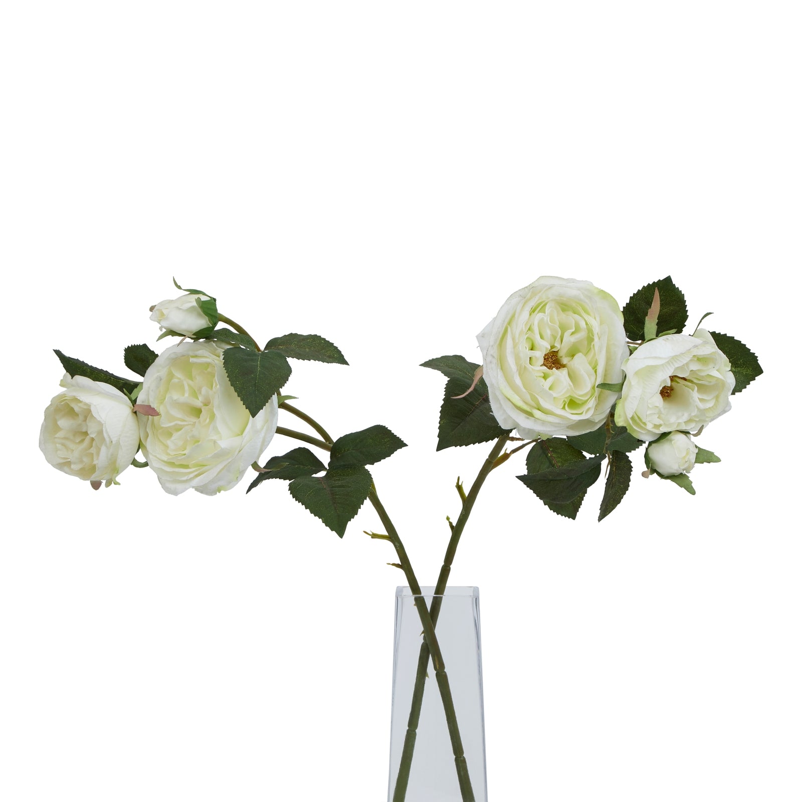 Two branches of white roses with green leaves in a clear glass vase on a white background