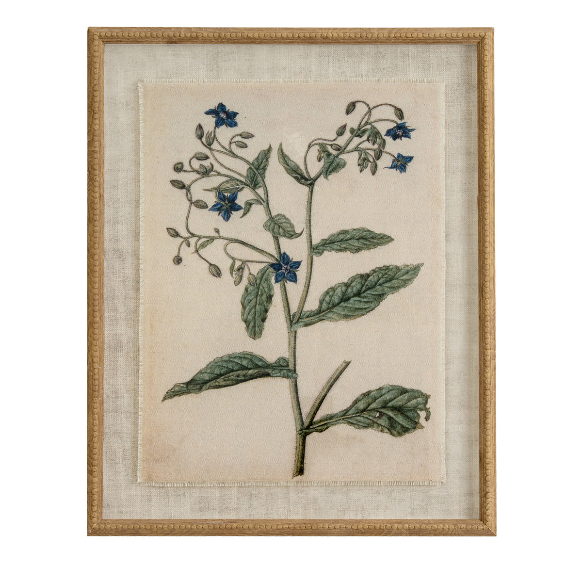 Flora & Fauna Collection Borage On Linen In Beaded Frame by Hill Interiors